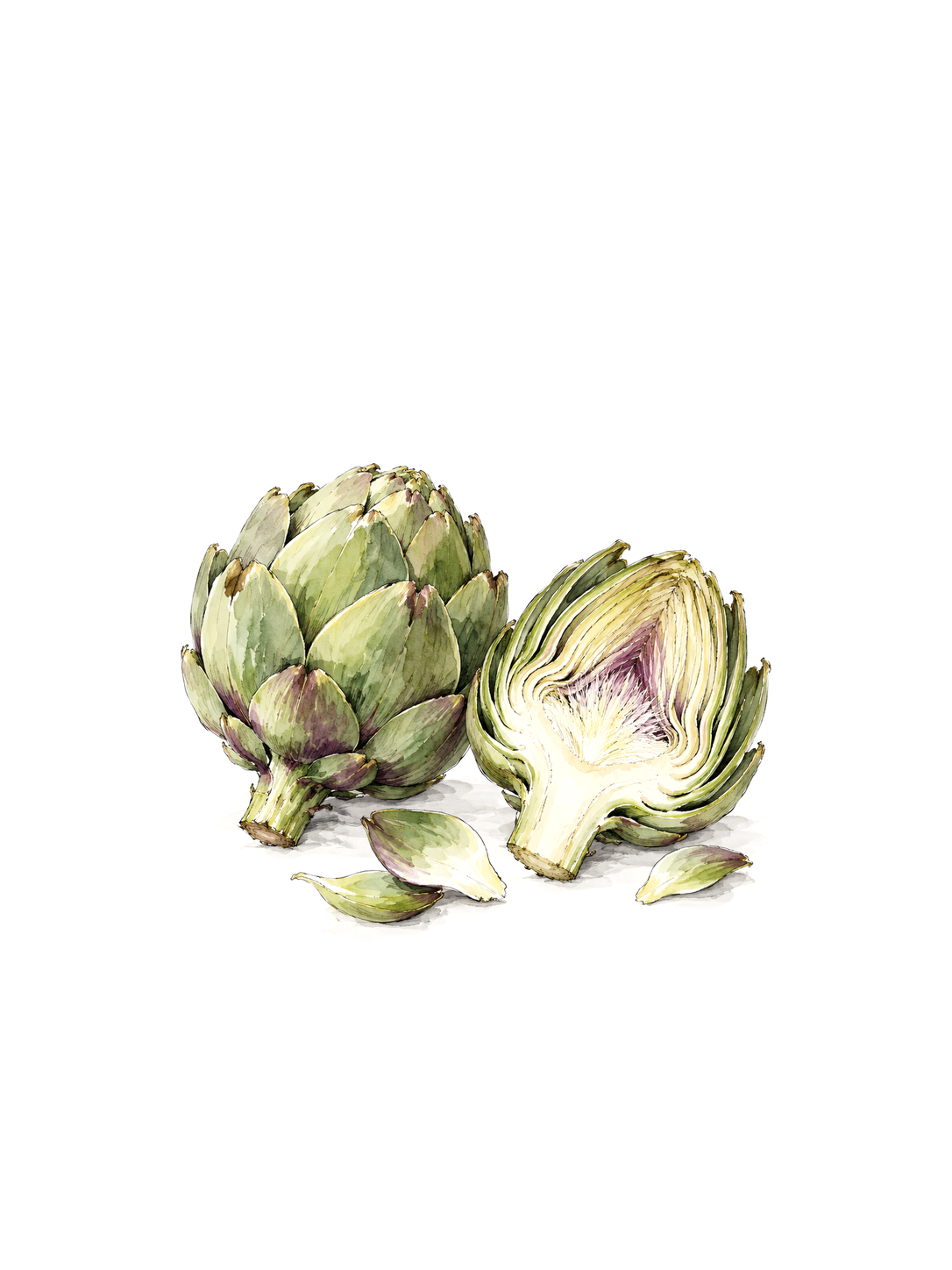A Couple of Artichokes, ink and watercolor print