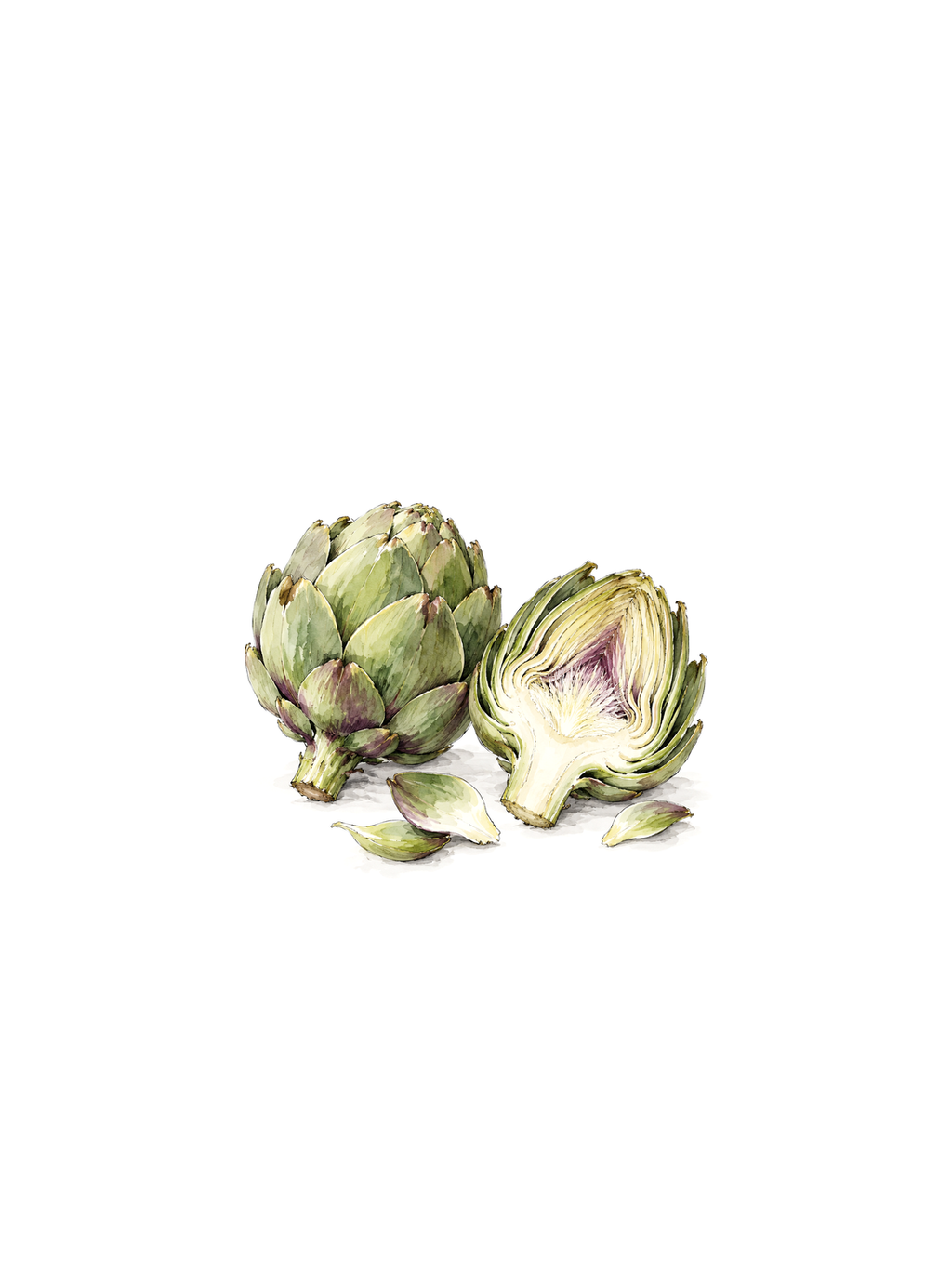 A Couple of Artichokes, ink and watercolor print