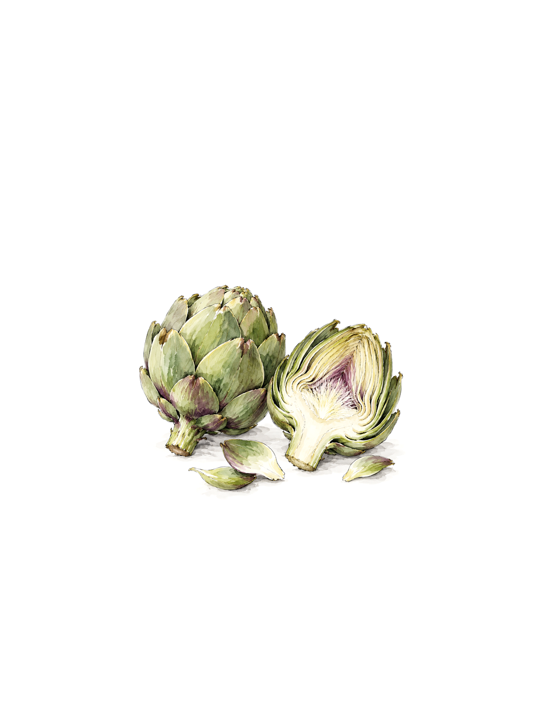 A Couple of Artichokes, ink and watercolor print
